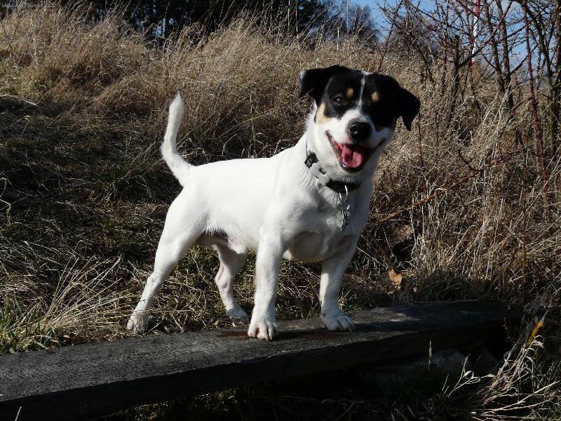 Foto: Joyík na procházce