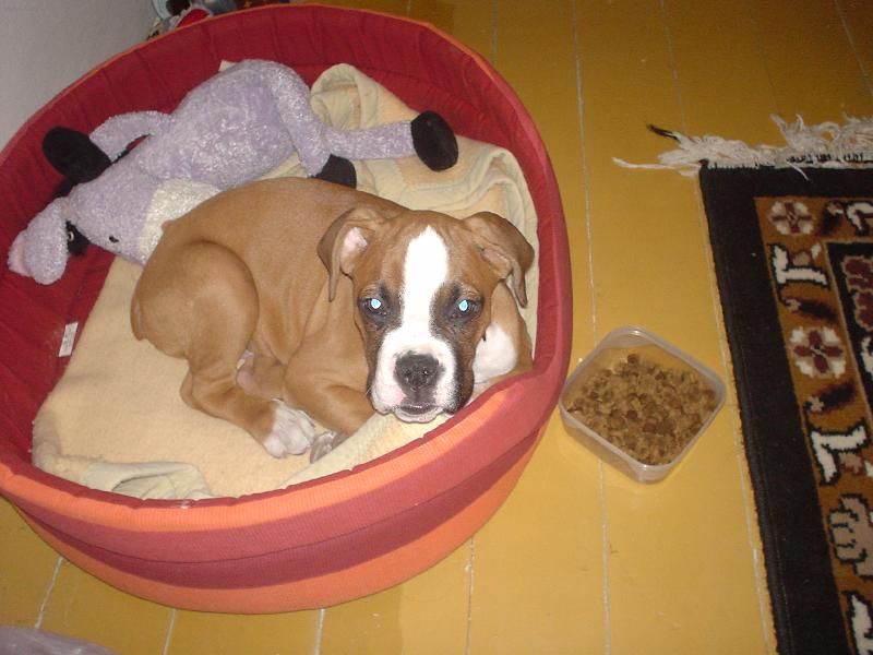 Foto: Arty v pelíšku