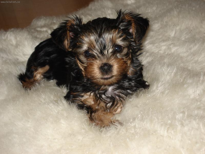 Foto: Přeji krásný den.....-Chvíle odpočinku