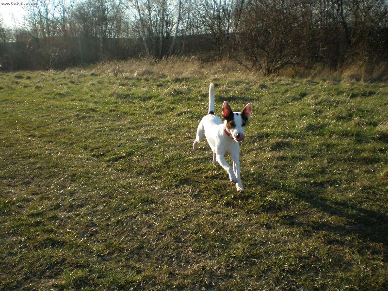 Foto: Netopýr v běhu