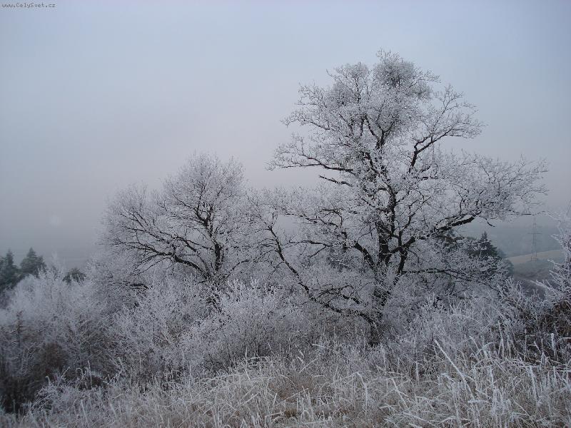 Foto: Slovensko-Zimná rozprávka-Inoväť na stromoch na úpätí Strážovských vrchov