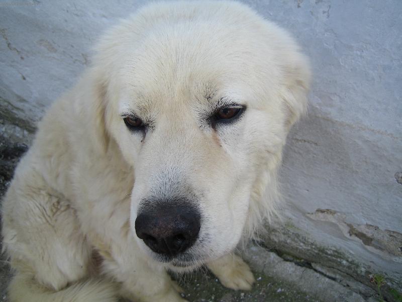 Foto: slovenský čuvač