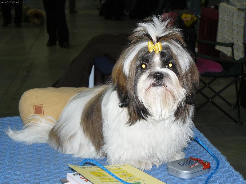 Foto: Beltine od Šumavské brány