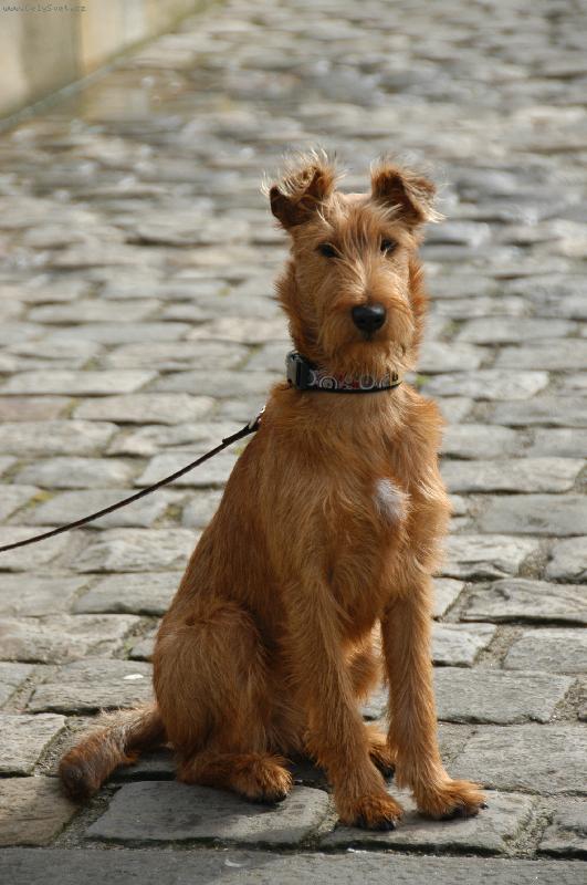 Foto: Irský teriér-Soo-Nee