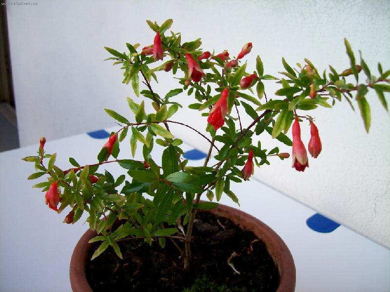 Foto: granátovník-květ