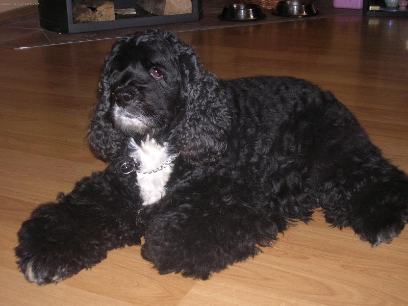 Foto: Moje Zlatíčko Ketty