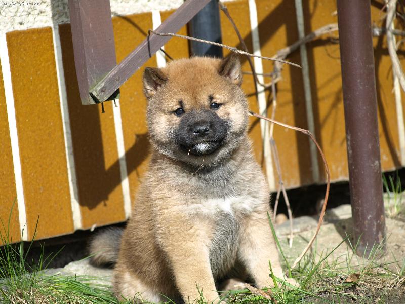 Foto: Štěně-Mazlíčci