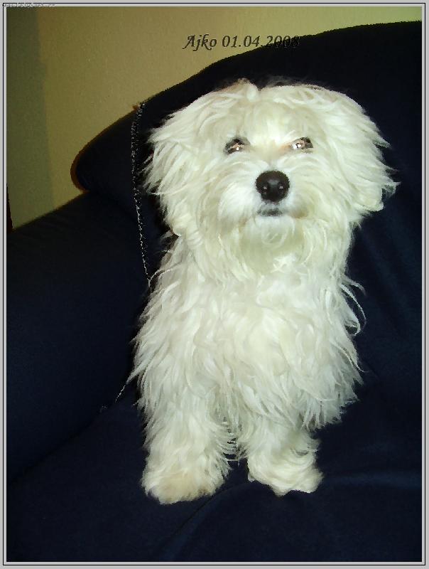 Foto: ajko-musím sa už učesat