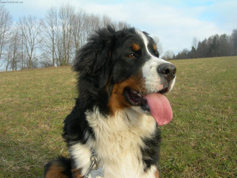 Foto: můj berňáček-na procházce