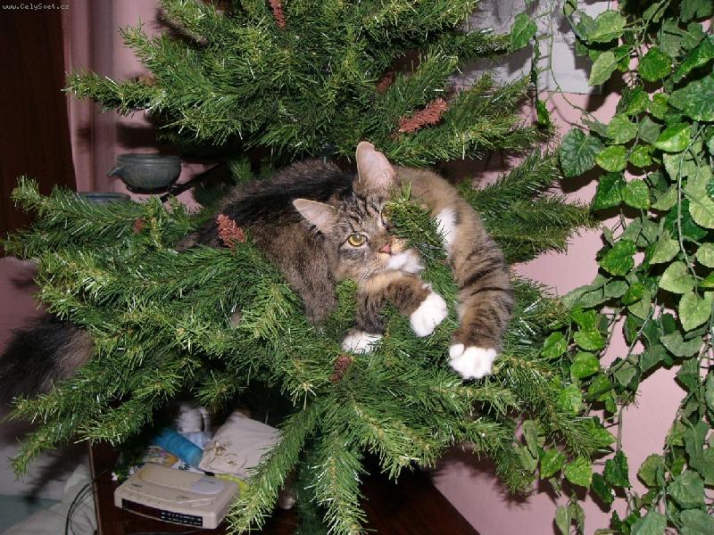 Foto: Najdete kočku:o)