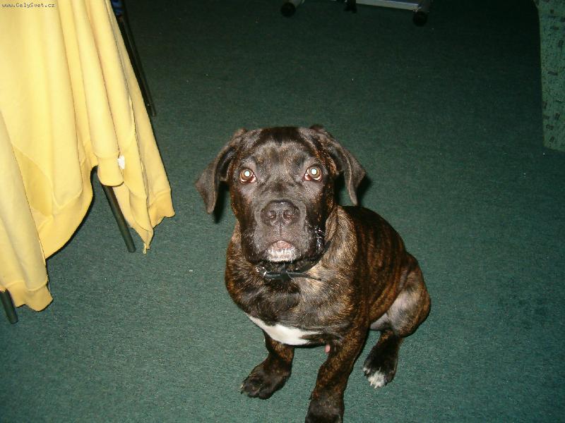 Foto: cane corso-Uncas 6 měsíců