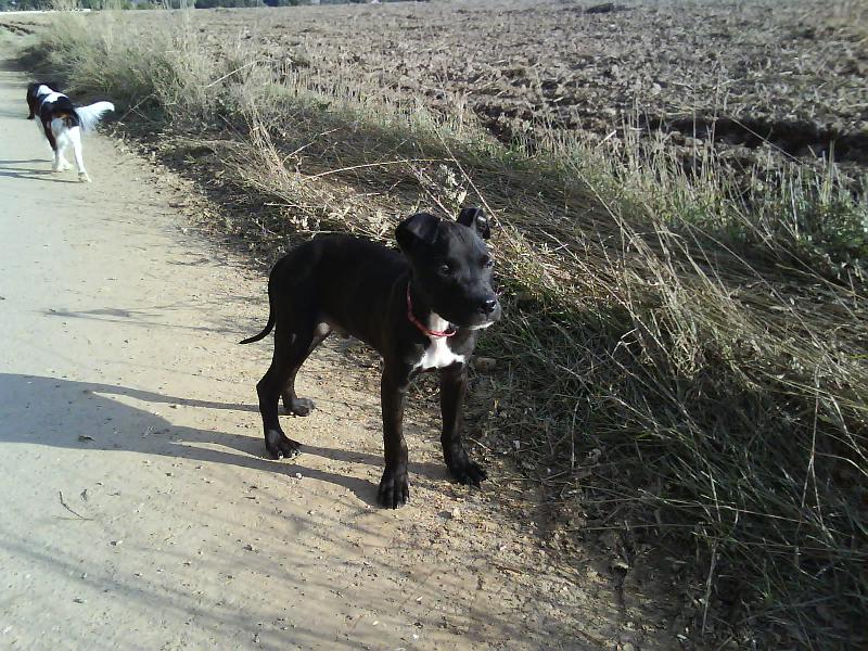 Foto: Rox ve 3měsících-moje první procházka s Roxem