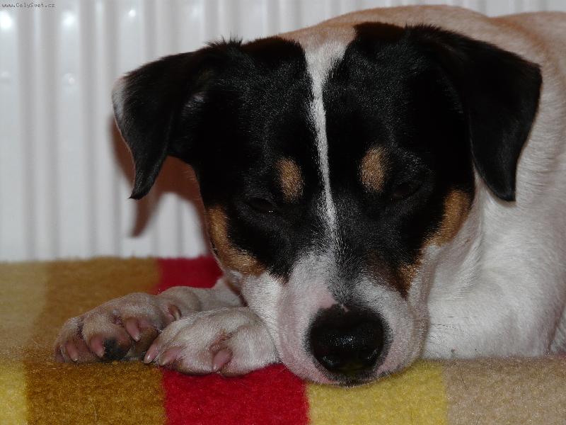 Foto: Joyík-Odpočívám :-)