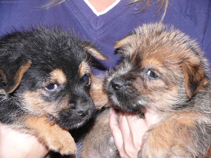 Foto: štěnátka z chs z muškátové zahrady-norwich teriér