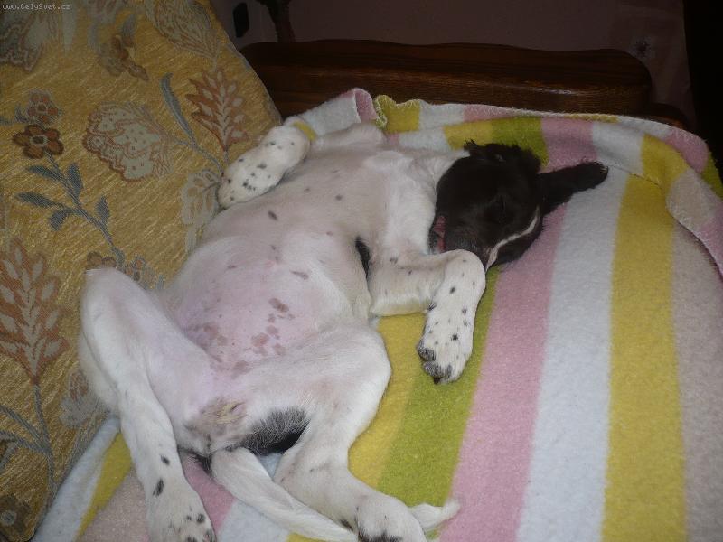 Foto: Airin Gris Nero-domácí pohoda