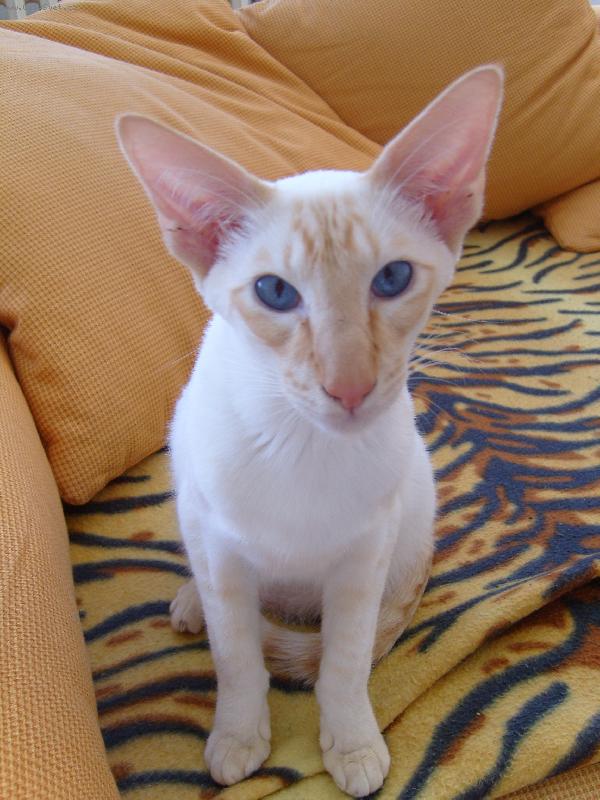 Foto: Siamská kočka s červenými odznaky