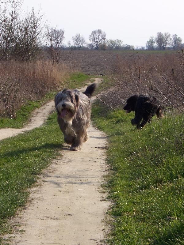 Foto: Ch. Cooper Blue Piškótka-Bucky je jednoducho nádherný :)))