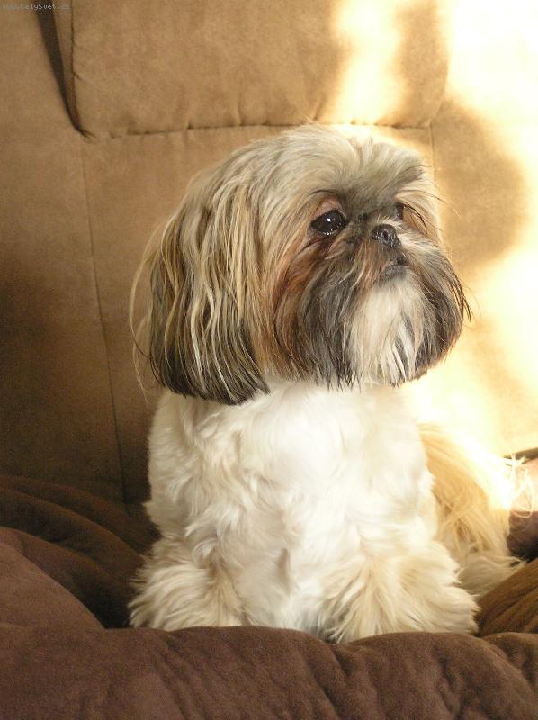 Foto: Náš miláček Aisha