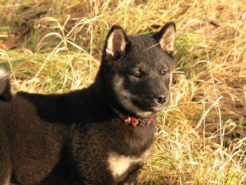 Foto: pikaichi-jarní procházka