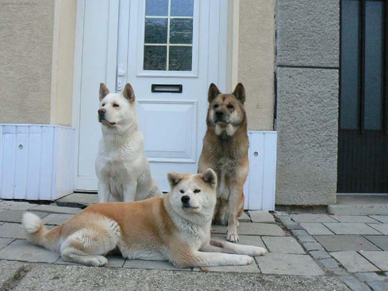 Foto: Cora-Baylene-Angie-naše holky