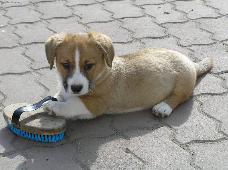 Foto: malý cardigánek