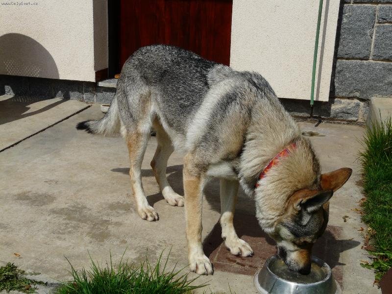 Foto: Obi od Úhoště to je žíža-www.obioduhoste.wz.cz