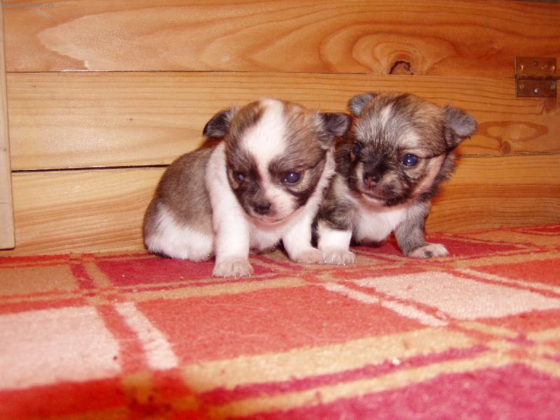 Foto: roztomilí bratříčci