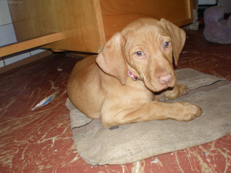 Foto: madarský ohař-moje daffinka:o*