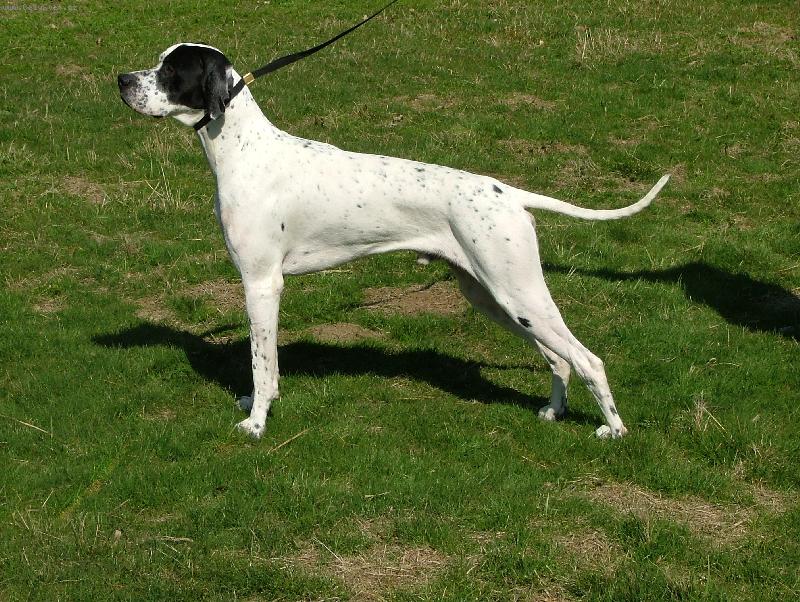 Foto: Diablo ze Štípek-Anglický pointer