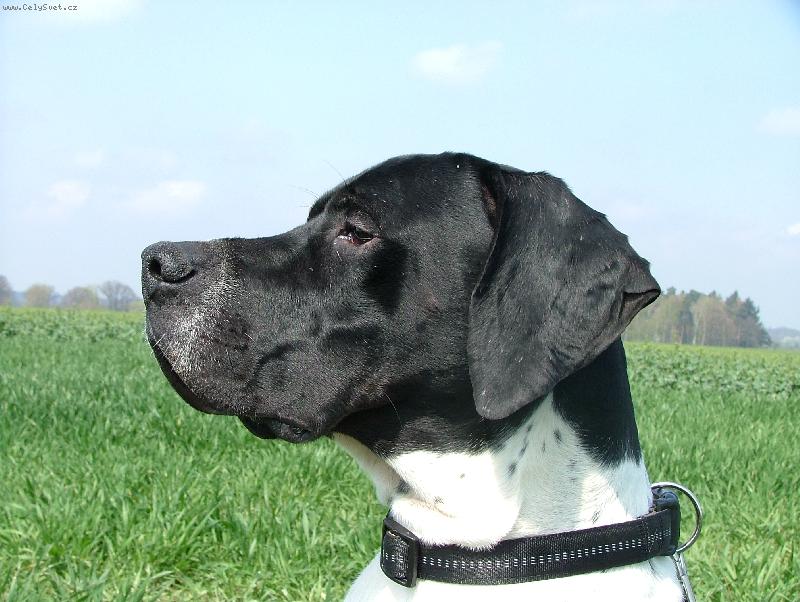 Foto: Don ze Štípek