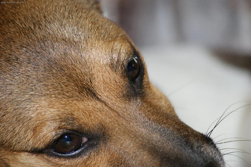 Foto: odpočívám..-jackie na makro