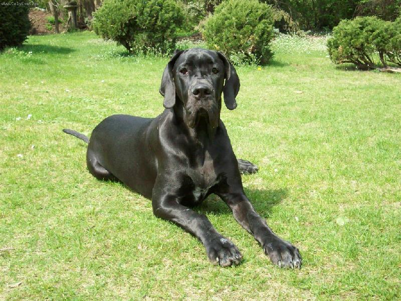 Foto: Rous na zahrádce