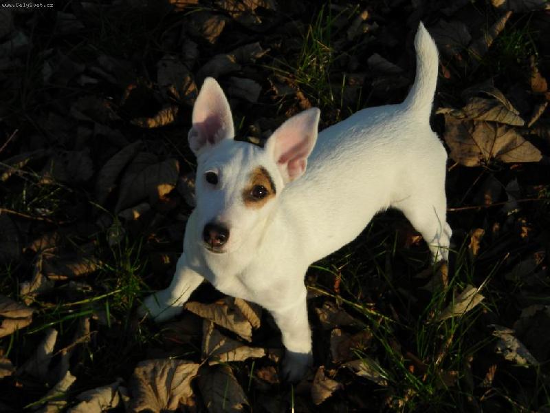 Foto: Mailo-7- mesíční