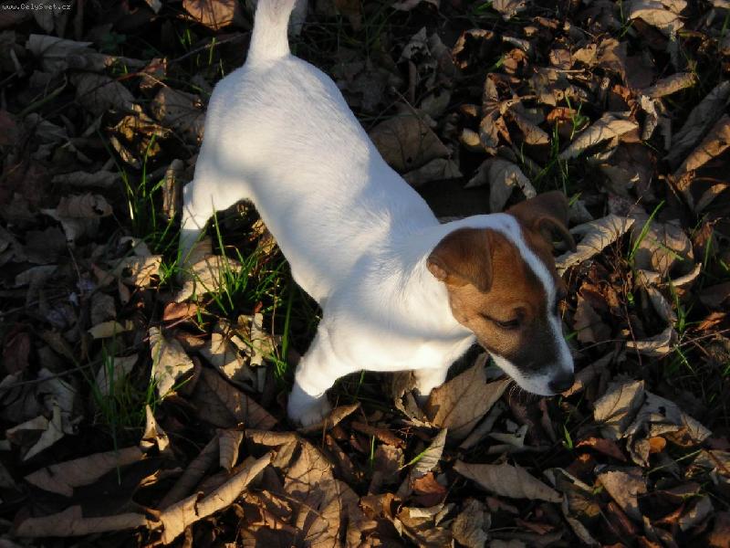 Foto: Rozená lovkyne-7- mesíční