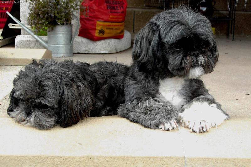 Foto: JSEM VE STŘEHU