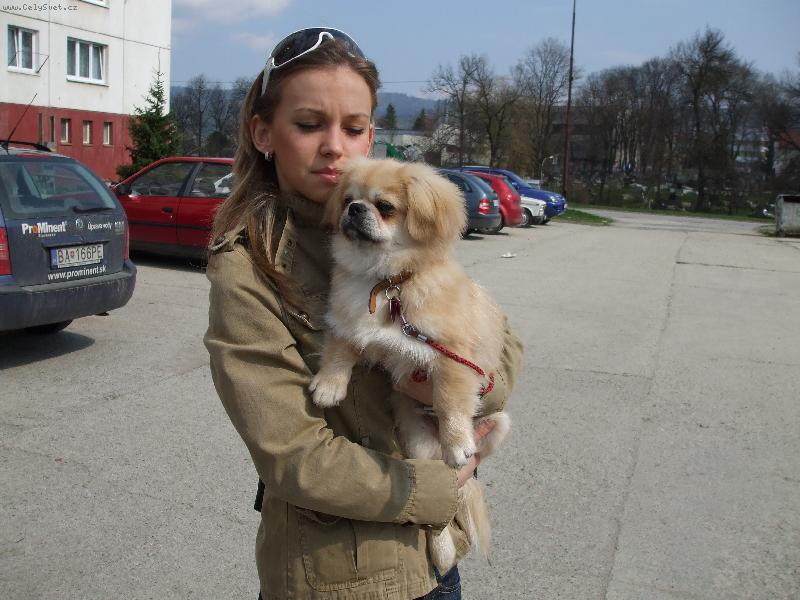 Foto: Falko-Naše šteniatko, ktoré ma super domov a my sme šťastní spolu s ním.