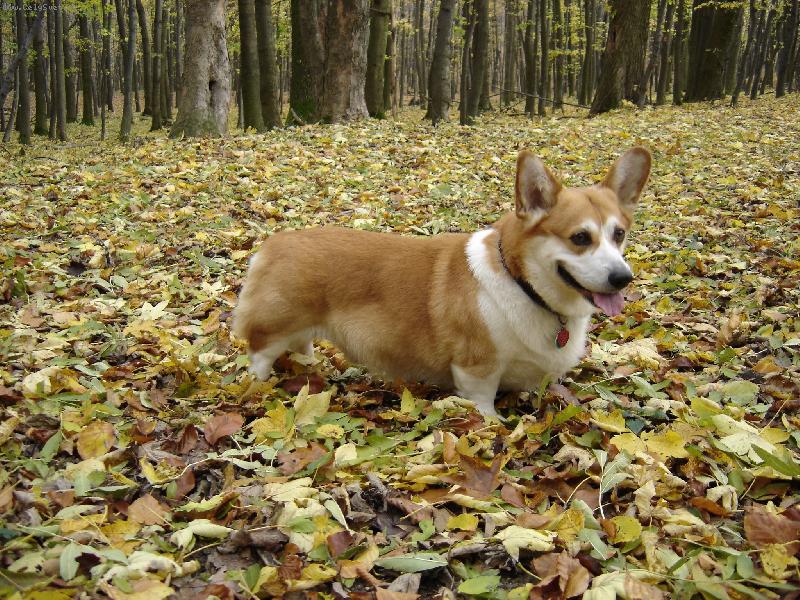 Foto: Gríša-Jesenné foto