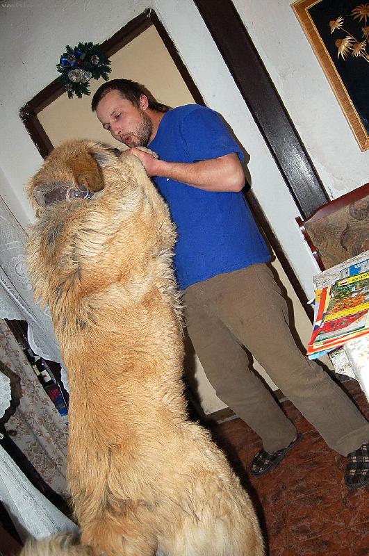 Foto: archí-8 měsíců 77cm v kohoutku a 53 kg