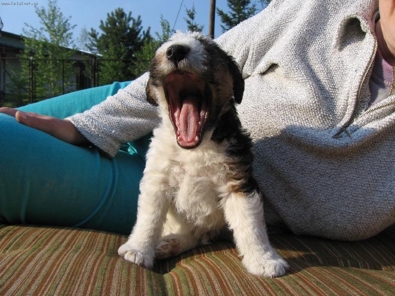 Foto: už se mi chce spinkat