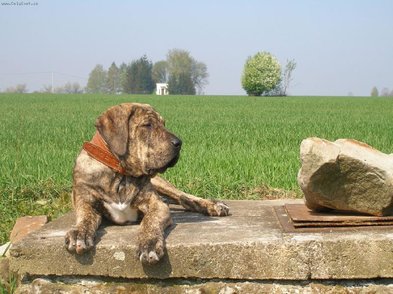 Foto: Bosso - 21 týdnů