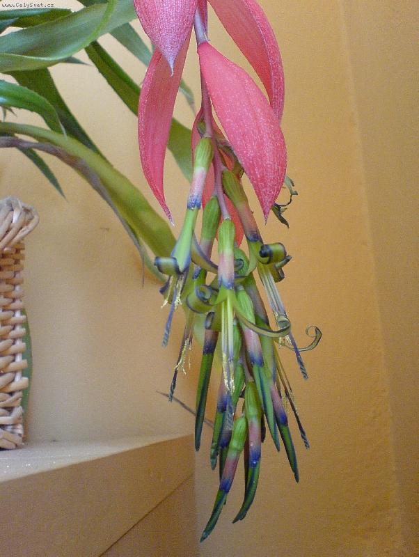 Foto: Billbergie-květ