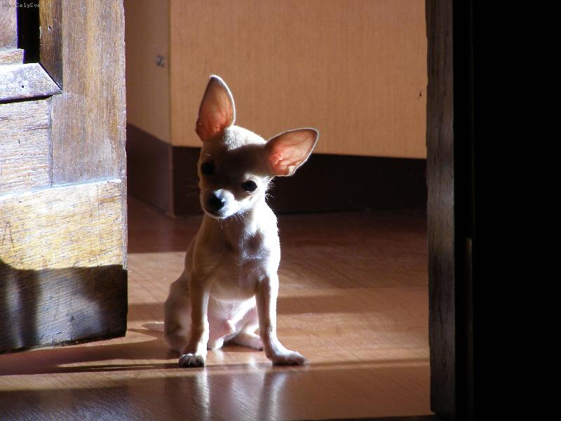 Foto: Gucci-Můj miláček Gucci :-*