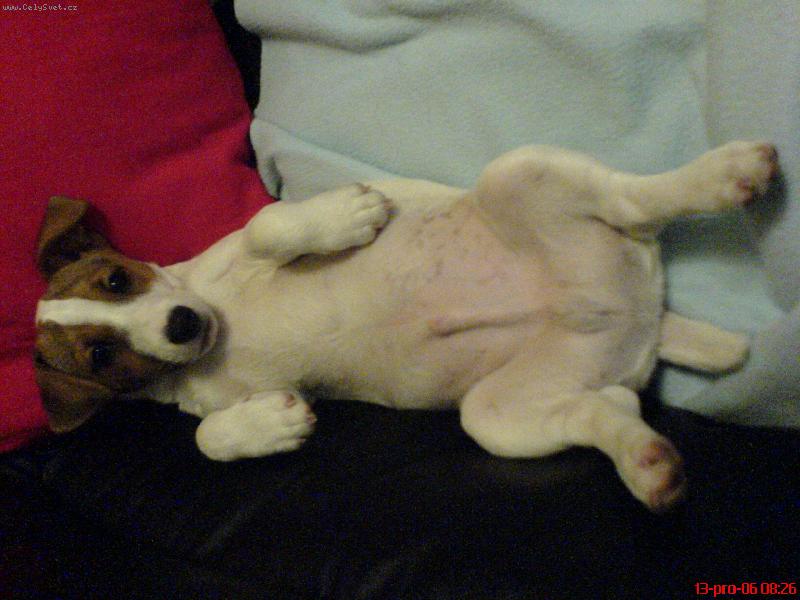 Foto: Tak takhle mi je nejlíp-Mailou a jeho nejoblíbenější činnost