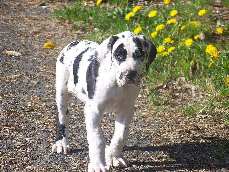 Foto: Bartholomew Žíhaný Anděl (Bártík)-2. měsíce