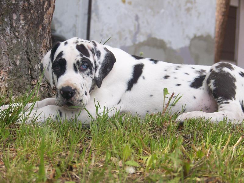 Foto: Bartholomew Žíhaný Anděl (Bártík)-2. měsíce