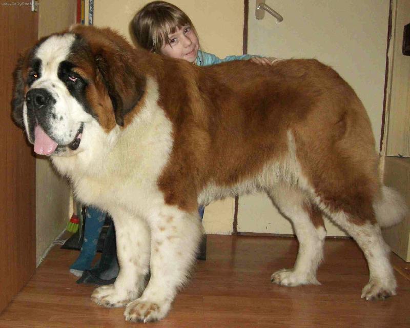 Foto: Dante spod Pajštúna-Dante s Deniskou