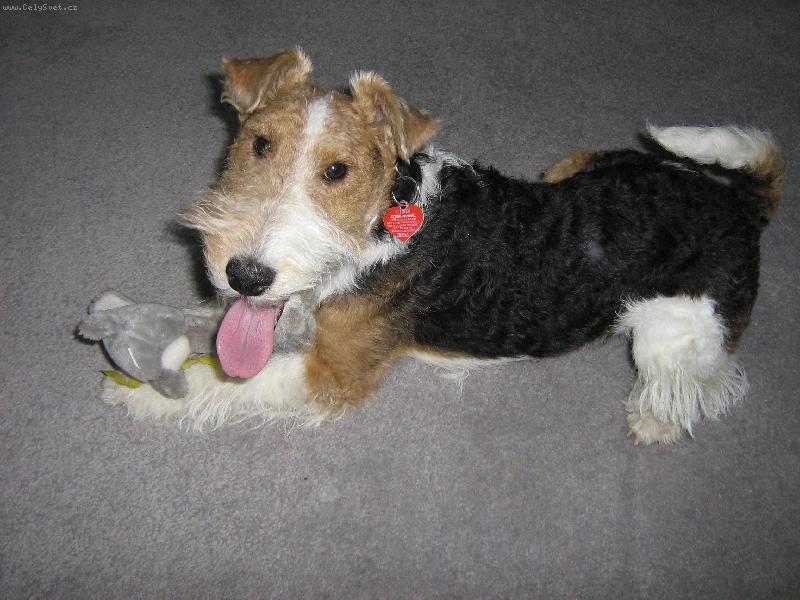 Foto: s oblíbenou hračkou