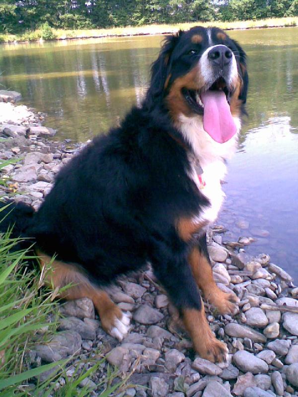 Foto: Bella-Z vycházky k rybníku, léto 2007