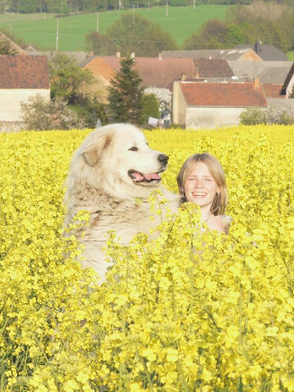 Foto: pyrenejský horský pes-V řepkovém poli