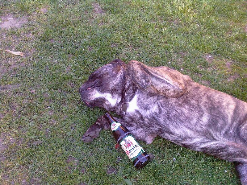 Foto: Bredax Espaňol-A nepij furt.......